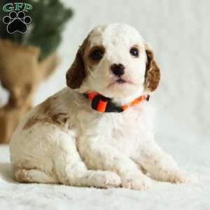 Dixie F1B, Cavapoo Puppy